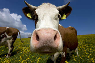 Hofeinblick! Nur Geduld - mit der Zeit wird aus Gras Milch! | © TMBW