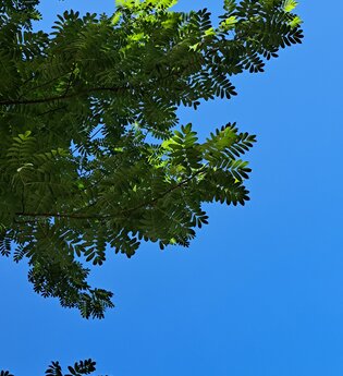Hohenloher Waldprogramm: "Baumartenvielfalt im Schlosspark von Eyb"