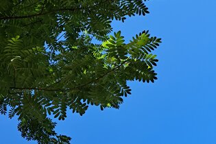 Hohenloher Waldprogramm: "Baumartenvielfalt im Schlosspark von Eyb"