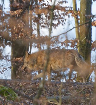Hohenloher Waldprogramm: "Der "böse" Wolf!?"