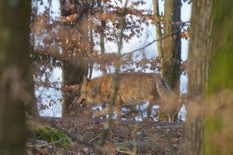 Hohenloher Waldprogramm: "Der "böse" Wolf!?"