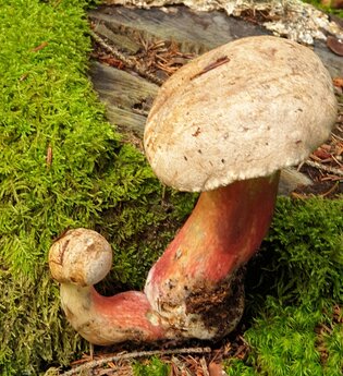 Hohenloher Waldprogramm: "Pilzlehrführung"