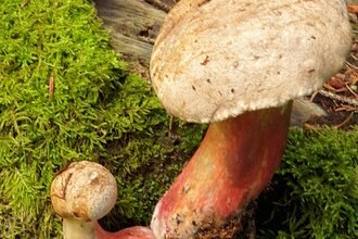 Hohenloher Waldprogramm: "Pilzlehrführung"
