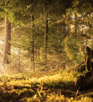 Waldlichtung | © kostenloses Foto Pixabay . forest 2169285 1280