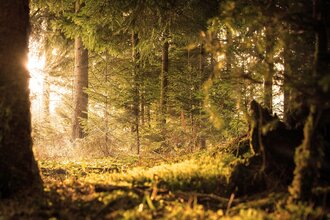 Waldlichtung | © kostenloses Foto Pixabay . forest 2169285 1280