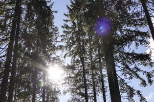Hohenloher Waldprogramm: "Vortrag - Waldwirtschaft neu denken!?" | © TMBW