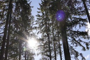 Hohenloher Waldprogramm: "Vortrag - Waldwirtschaft neu denken!?" | © TMBW