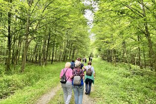 Hohenloher Waldprogramm: "Waldbaden - Natur bewusst erleben"