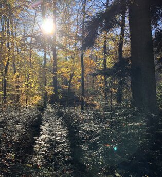 Hohenloher Waldprogramm: "Wann fälle ich einen Baum?"