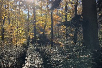 Hohenloher Waldprogramm: "Wann fälle ich einen Baum?"