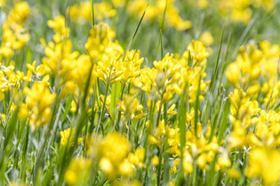 Honig schlecken und Bienen lauschen - Solidarische Landwirtschaft Schloss Tempelhof | © TMBW