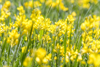 Honig schlecken und Bienen lauschen - Solidarische Landwirtschaft Schloss Tempelhof | © TMBW