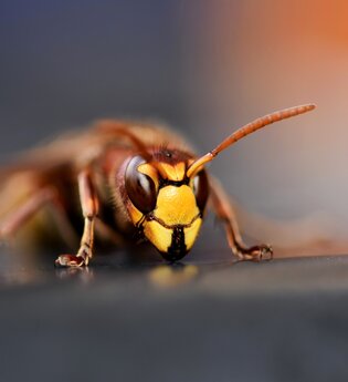 Hornissen und Wespen - die Schwestern der Honigbiene | © Pixaby free download  Ralph