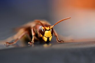 Hornissen und Wespen - die Schwestern der Honigbiene | © Pixaby free download  Ralph