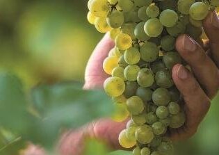 In vino libertas - Podiumsdiskussion mit begleitender Weinprobe