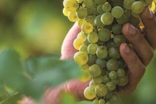 In vino libertas - Podiumsdiskussion mit begleitender Weinprobe