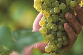 In vino libertas - Podiumsdiskussion mit begleitender Weinprobe