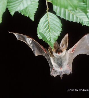 Jäger der Dunkelheit - Fledermäuse im Naturpark  Ausstellungseröffnung im Naturparkzentrum | © AGF BW_Batmedia