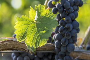 Jahrgangspräsentation Weingut Fürst Hohenlohe-Oehringen | © TMBW