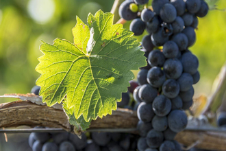 Jahrgangspräsentation Weingut Fürst Hohenlohe-Oehringen | © TMBW