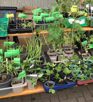 Jubiläum - 5 Jahre Pflanzentauschbörse