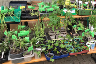 Jubiläum - 5 Jahre Pflanzentauschbörse