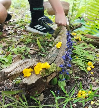 Kreativer Waldspaziergang in Heidelberg | © Naturakademie Heidelberg