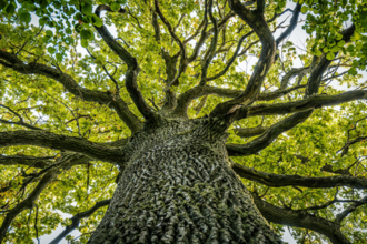 Kreativwerkstatt: Entdecke die geheimnisvolle Welt der Bäume!