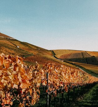 Kürbis- & Herbstbesen Weingut Berthold | Neckarsulm | © Weingut Berthold