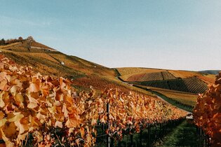 Kürbis- & Herbstbesen Weingut Berthold | Neckarsulm | © Weingut Berthold