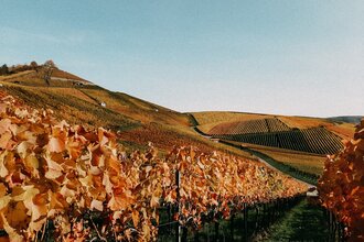 Kürbis- & Herbstbesen Weingut Berthold | Neckarsulm | © Weingut Berthold
