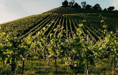 Kürbis- & Herbstbesen Weingut Berthold | Neckarsulm | © Weingut Berthold