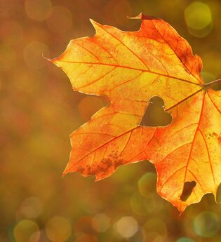 Kursstart: Herbstliches Stillleben - Sehen und Gestalten