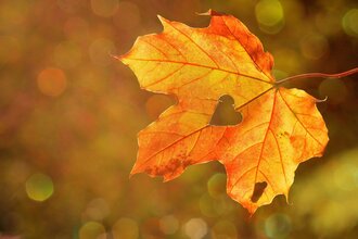 Kursstart: Herbstliches Stillleben - Sehen und Gestalten