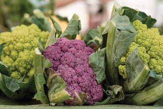 Lagergemüse-Erntetag - Solidarische Landwirtschaft Schloss Tempelhof | © TMBW