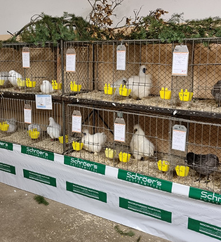 Lokalschau der Markelsheimer Kleintierzüchter | © Unbekannt