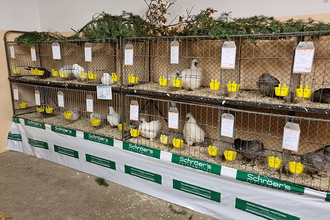 Lokalschau der Markelsheimer Kleintierzüchter | © Unbekannt