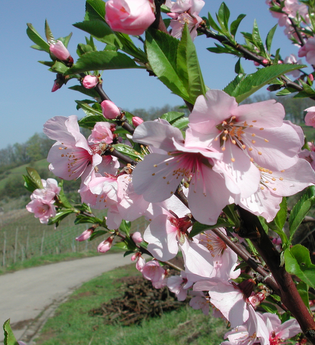 Mandelblütenfest 2026 | © CC BY-SA