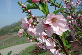Mandelblütenfest 2026 | © CC BY-SA