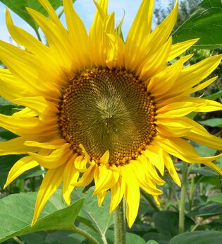 Sonnenblume | © Kreis -und Hansestadt Korbach