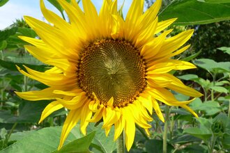 Sonnenblume | © Kreis -und Hansestadt Korbach