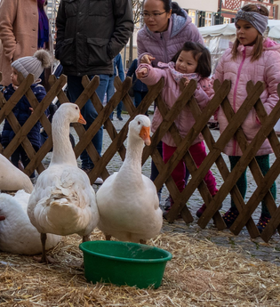 Martinimarkt in Öhringen | © Stadt Öhringen