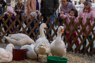 Martinimarkt in Öhringen | © Stadt Öhringen