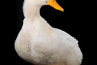 Martinstag