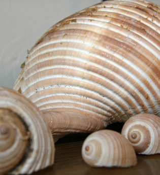 Muscheln aus dem Meeresmuseum in Öhringen. | © Susanne Ruesch-Drößler, Stadt Öhringen