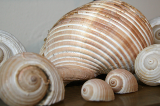 Muscheln aus dem Meeresmuseum in Öhringen. | © Susanne Ruesch-Drößler, Stadt Öhringen