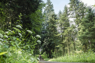 Michelbacher Viehweide - ein Blick in die Vergangenheit | © TMBW