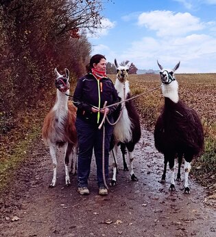 Mit Lamas durch die weihnachtliche Zeit | © Pferdehof Gloning GbR