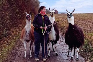 Mit Lamas durch die weihnachtliche Zeit