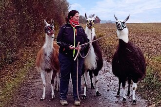Mit Lamas durch die weihnachtliche Zeit | © Pferdehof Gloning GbR